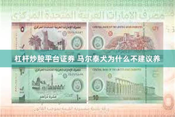 杠杆炒股平台证券 马尔泰犬为什么不建议养